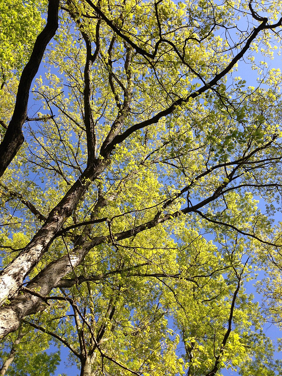 Quercus alba (White Oak)