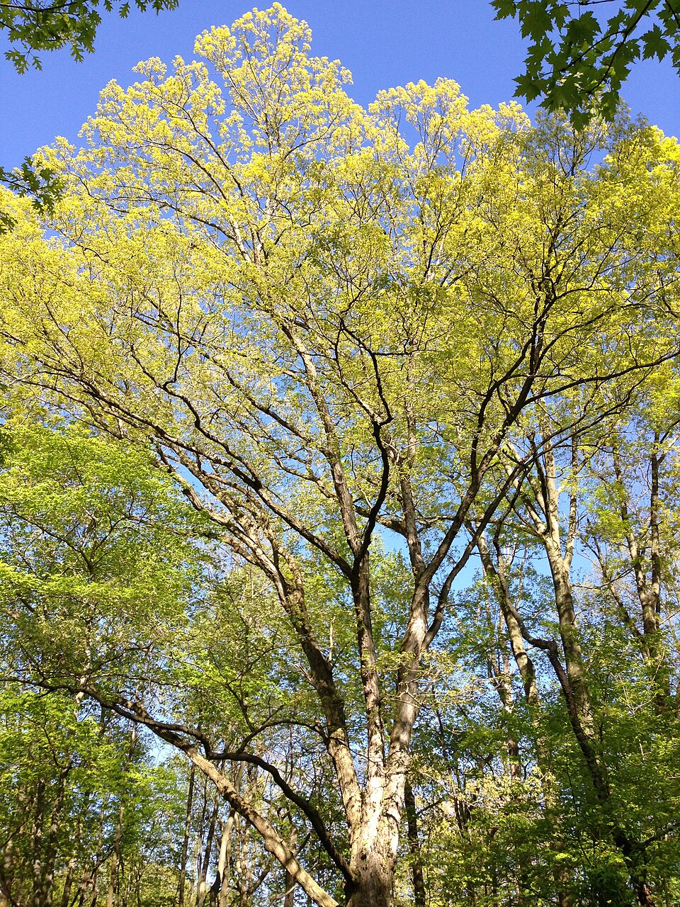 Quercus alba (White Oak)
