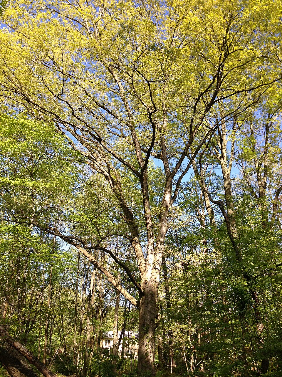 Quercus alba (White Oak)