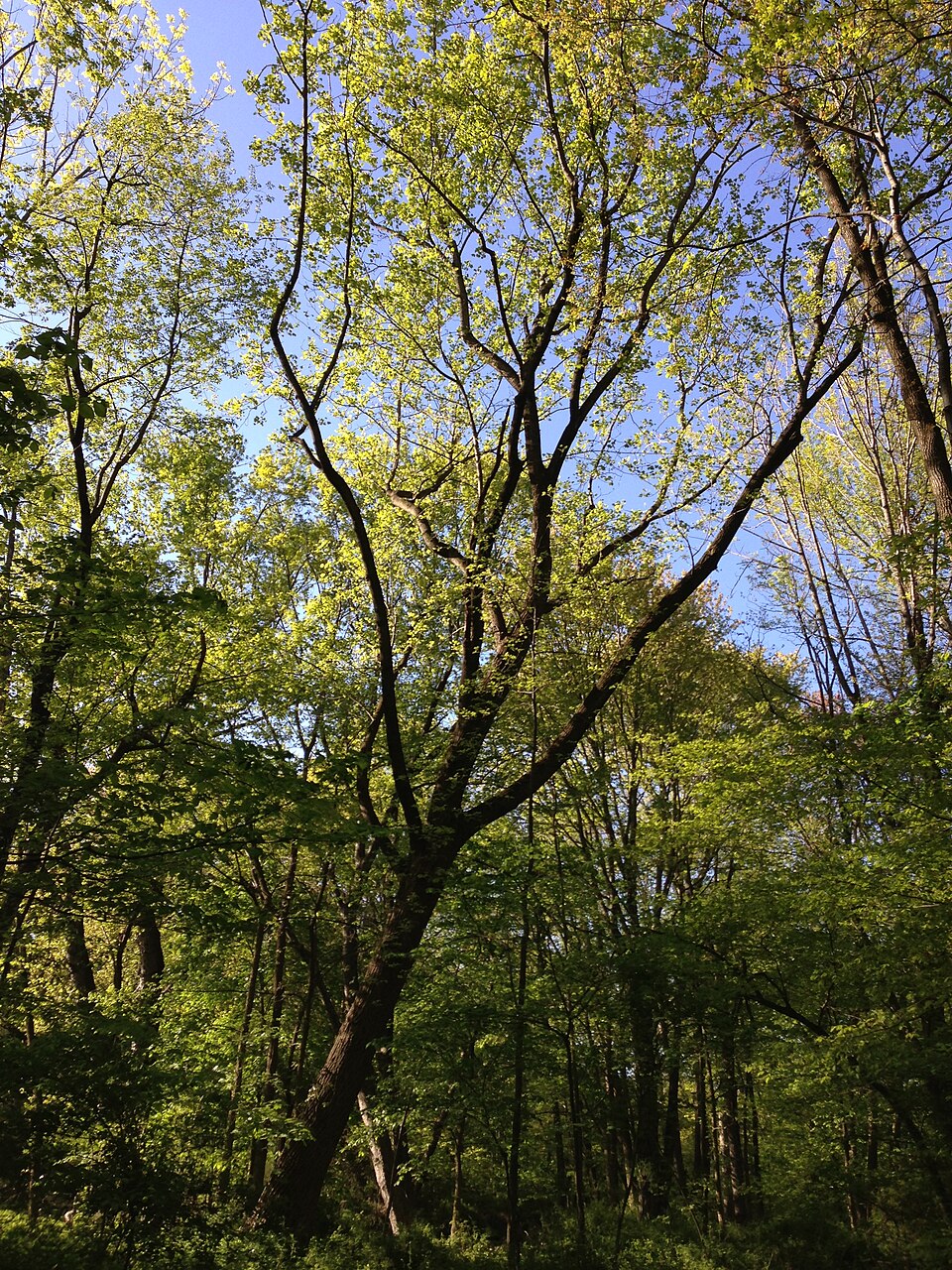 Liriodendron tulipifera (tulip tree) (alternate view 2)