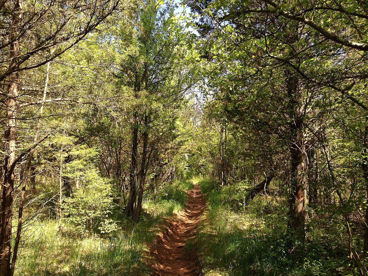 Juniperus virginiana, Eastern red cedar — upright evergreen (Cupressaceae) (image 2 of 10)
