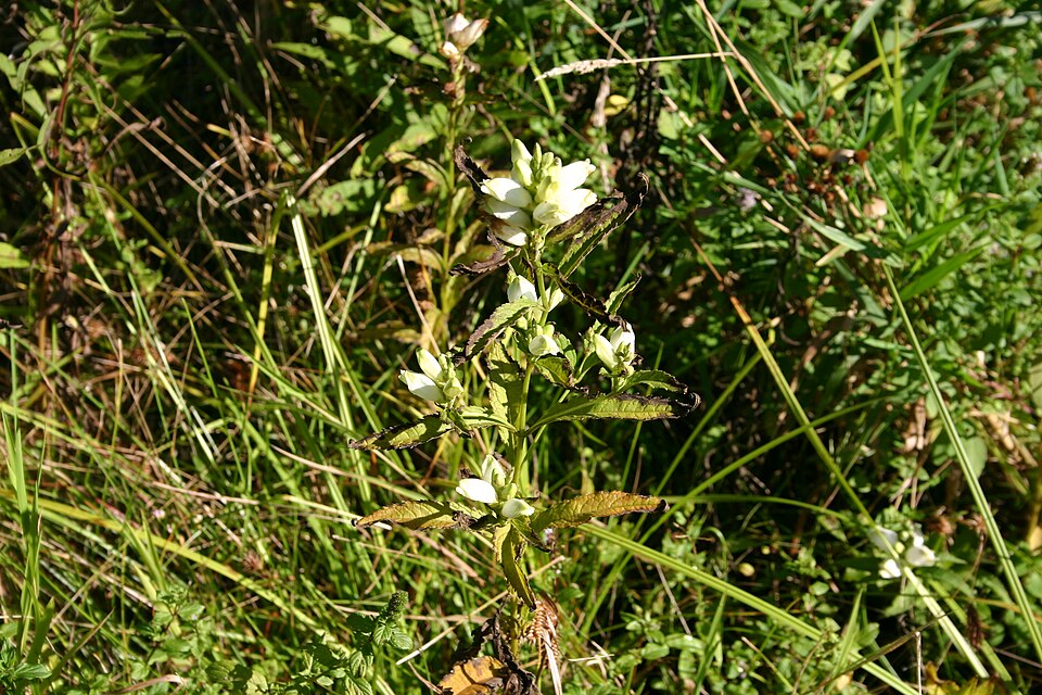 Chelone glabra (White Turtlehead) (alternate view 6)