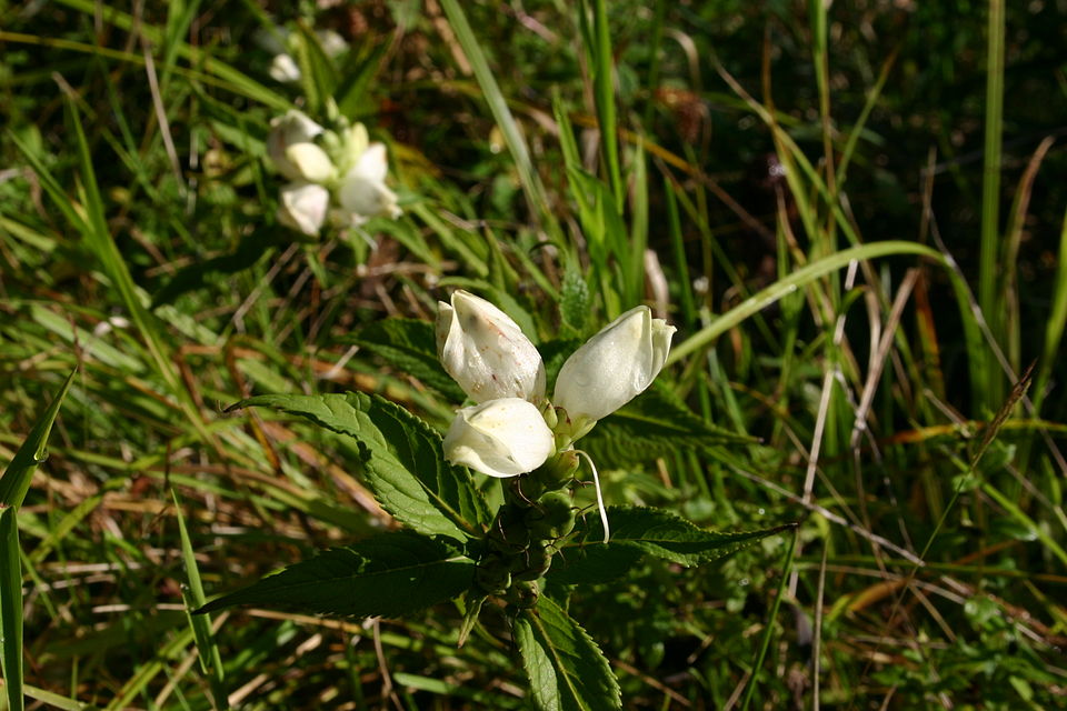 Chelone glabra (White Turtlehead) (alternate view 7)
