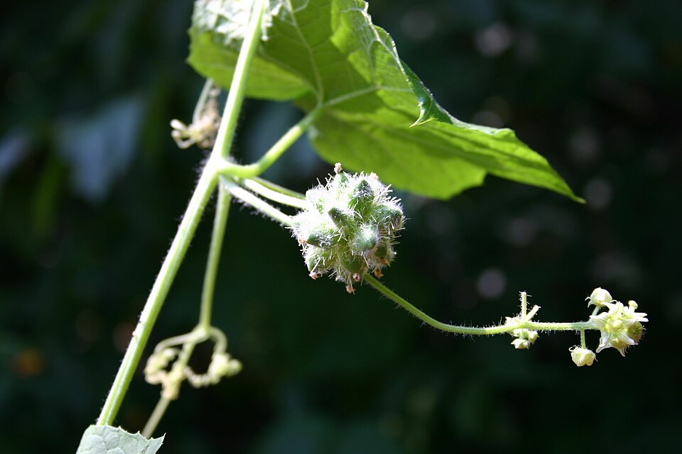 Sicyos angulatus (Oneseed Bur Cucumber) (alternate view 8)