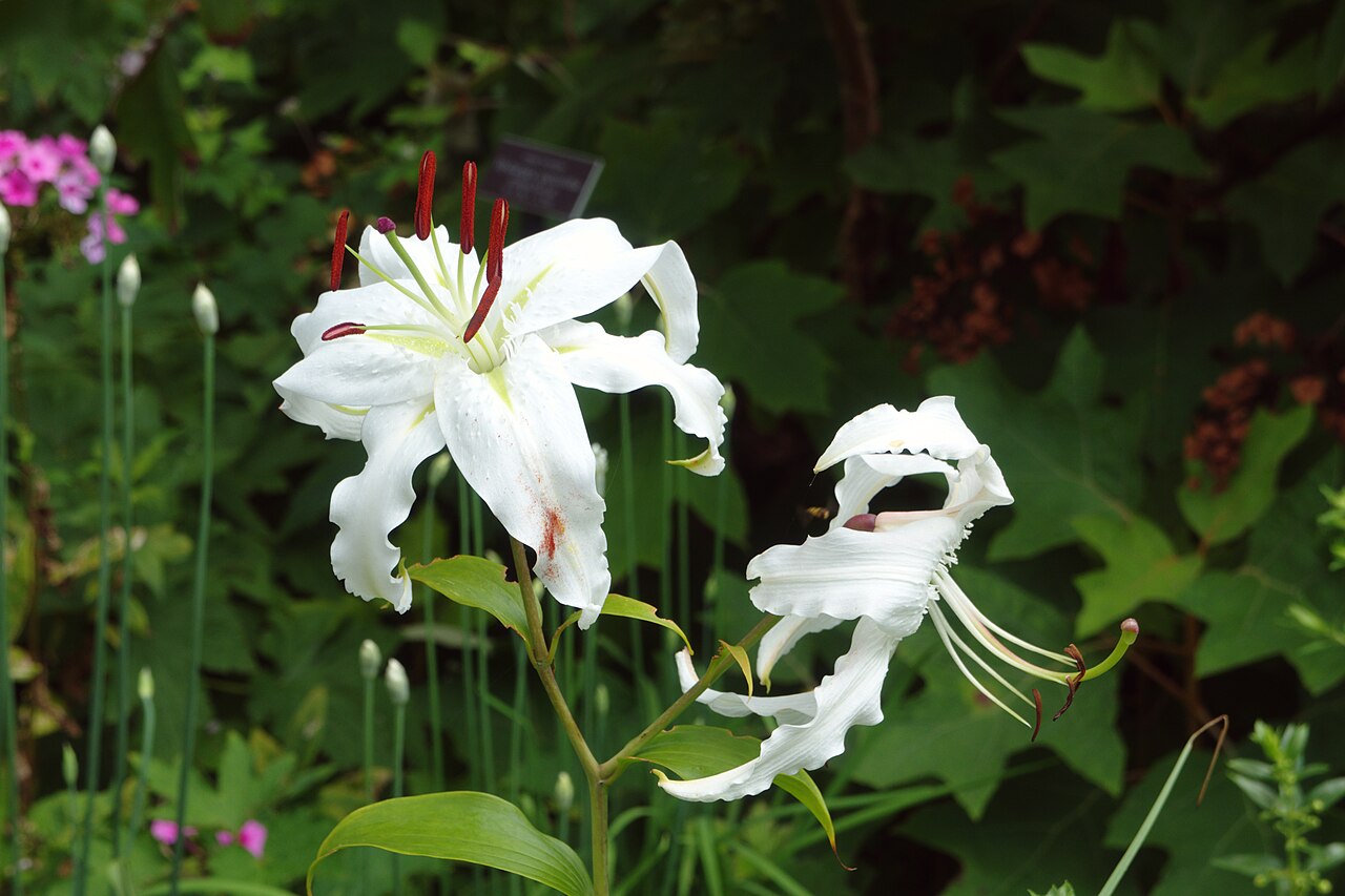Lilium speciosum, Showy Japanese lily — upright deciduous (Liliaceae) (image 7 of 10)