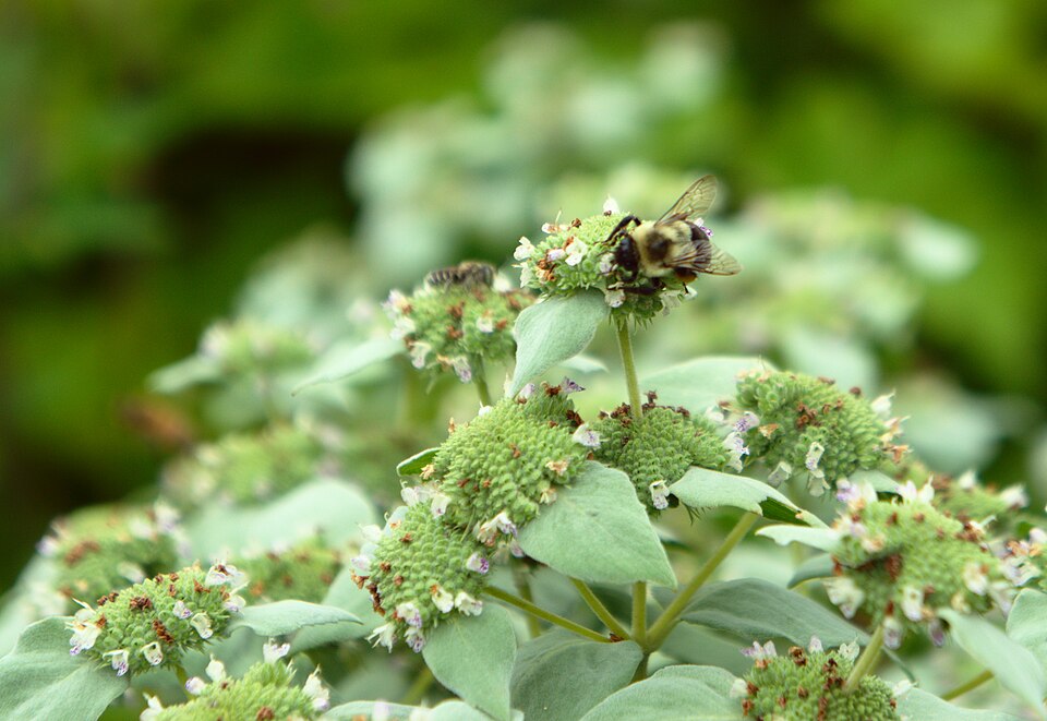 Pycnanthemum muticum (Short-Toothed Mountain Mint) (alternate view 9)