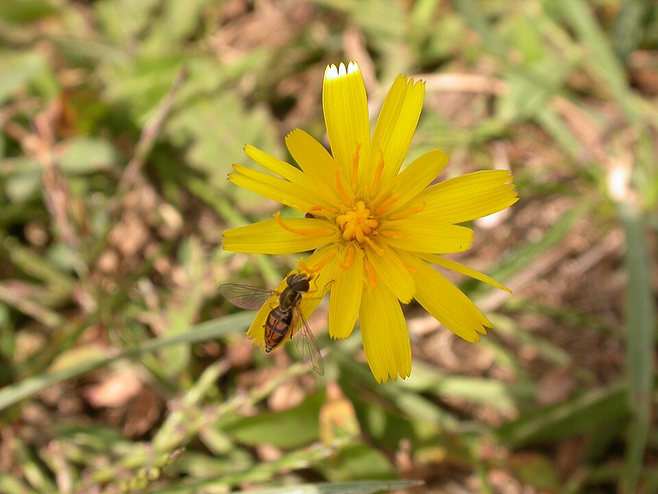 Krigia biflora (Two-flower Dwarf-dandelion) (alternate view 8)