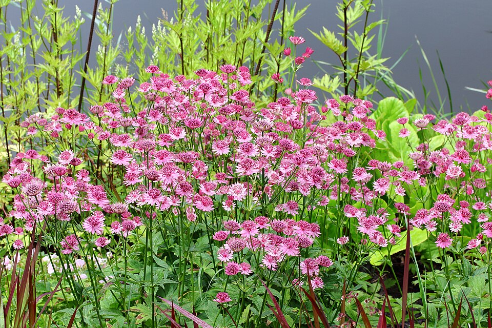 Astrantia major 'Roma' (Roma Masterwort) (alternate view 2)