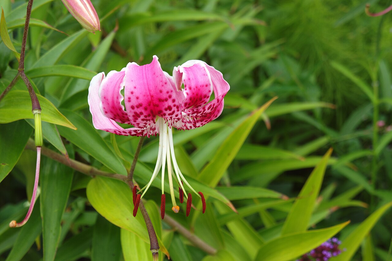 Lilium speciosum, Showy Japanese lily — upright deciduous (Liliaceae) (image 8 of 10)