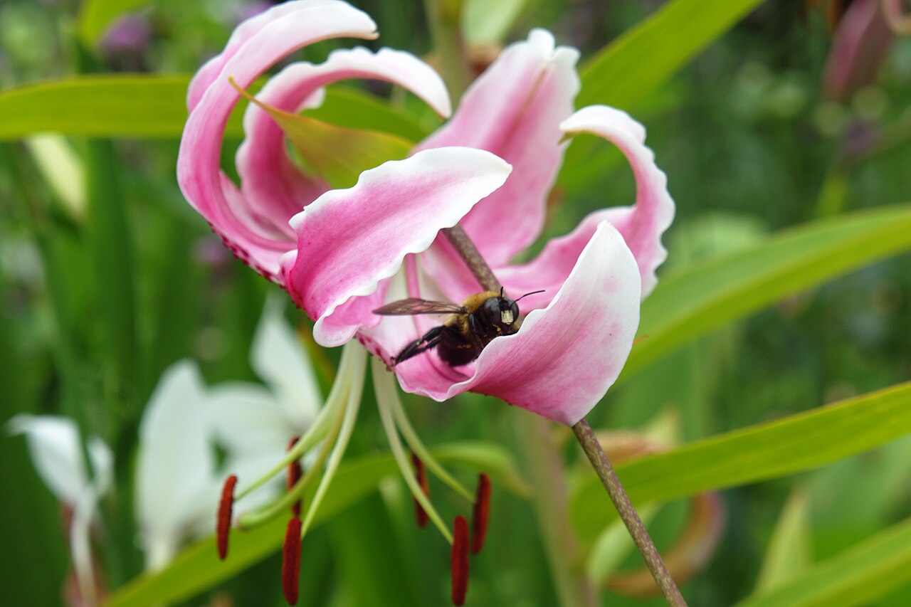 Lilium speciosum, Showy Japanese lily — upright deciduous (Liliaceae) (image 9 of 10)