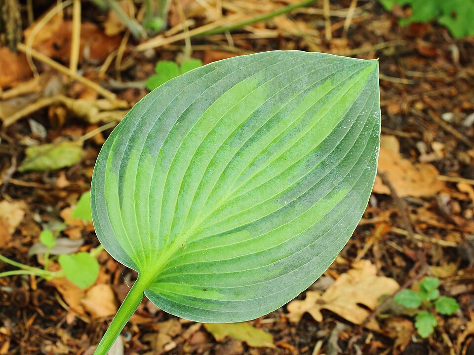 Hosta 'June' (June Hosta) (alternate view 3)