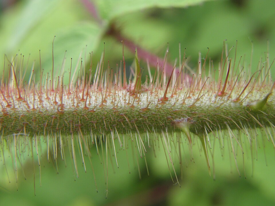 Rubus phoenicolasius (wineberry)