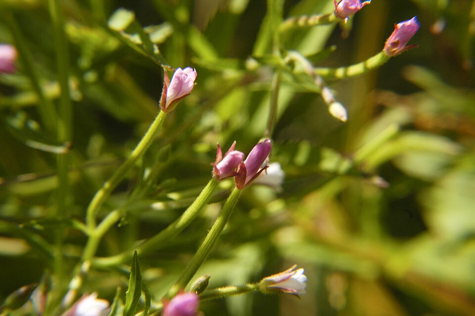 Epilobium coloratum (cinnamon willowherb) (alternate view 8)