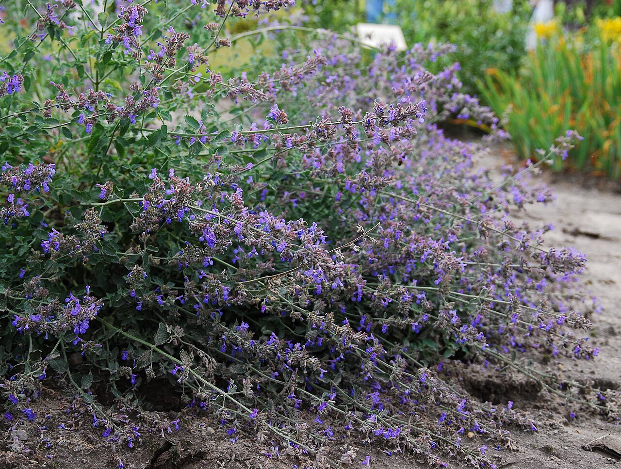 Nepeta faassenii, Catmint — mounding deciduous (Lamiaceae) (image 10 of 10)