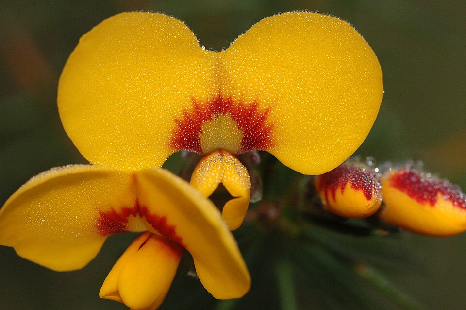 Dillwynia retorta (heathy parrot pea) (alternate view 8)