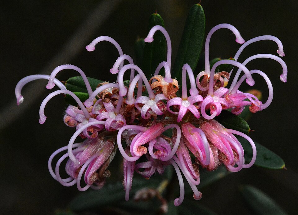 Grevillea sericea (Pink Spider Flower) (alternate view 9)