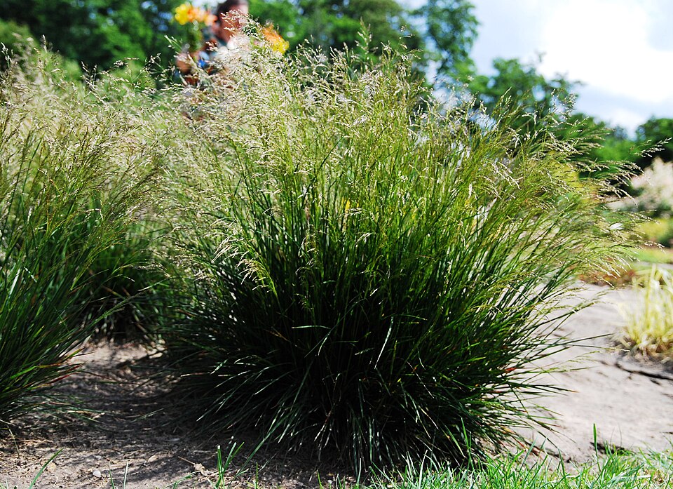 Deschampsia cespitosa (tufted hairgrass) (alternate view 6)