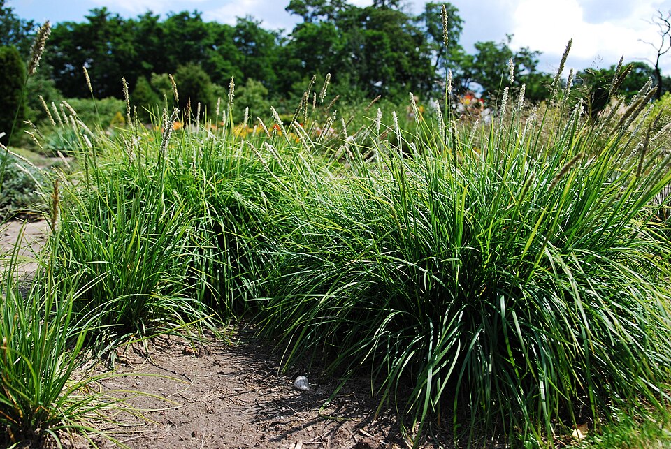 Sesleria autumnalis (Autumn Moor Grass) (alternate view 6)