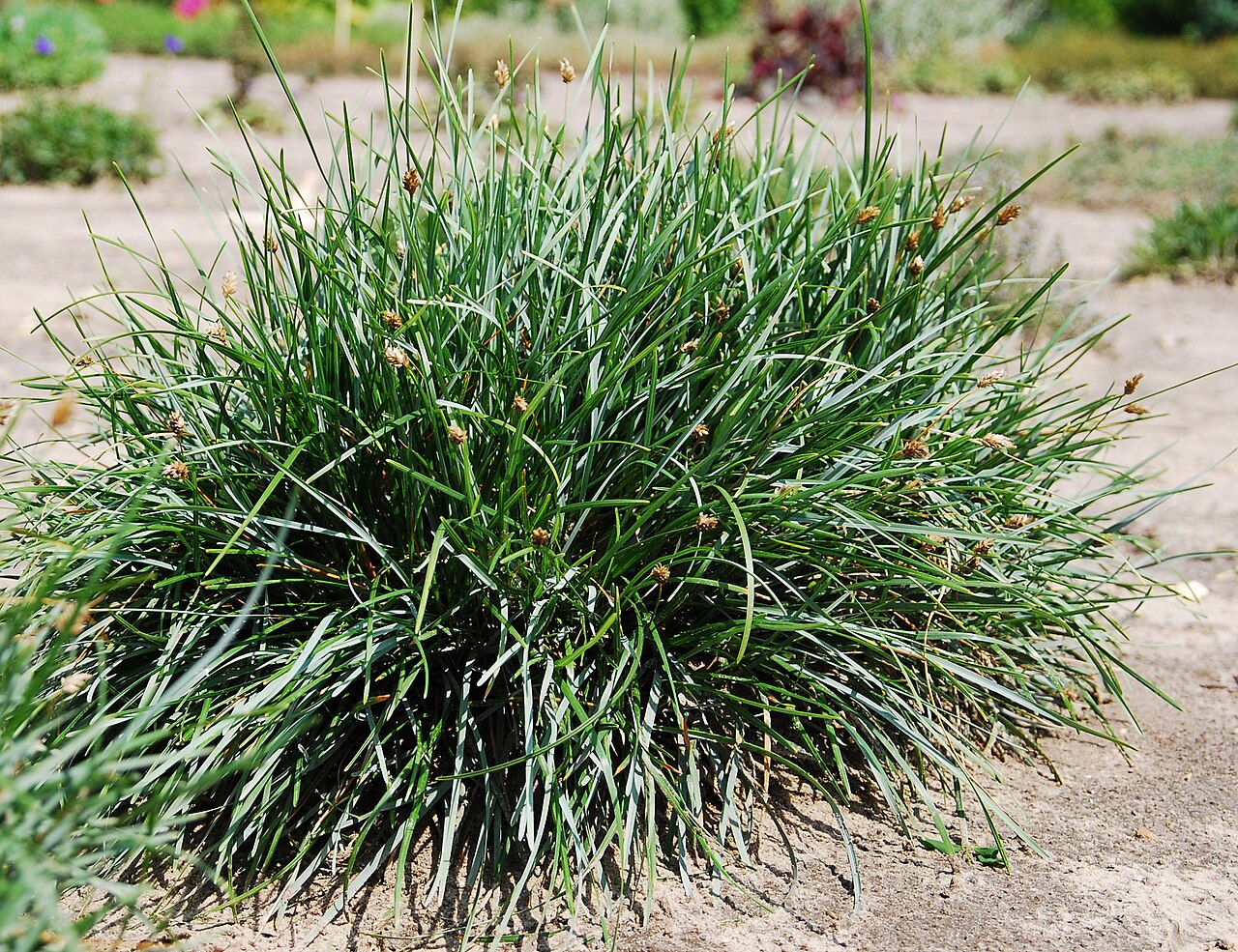 Sesleria