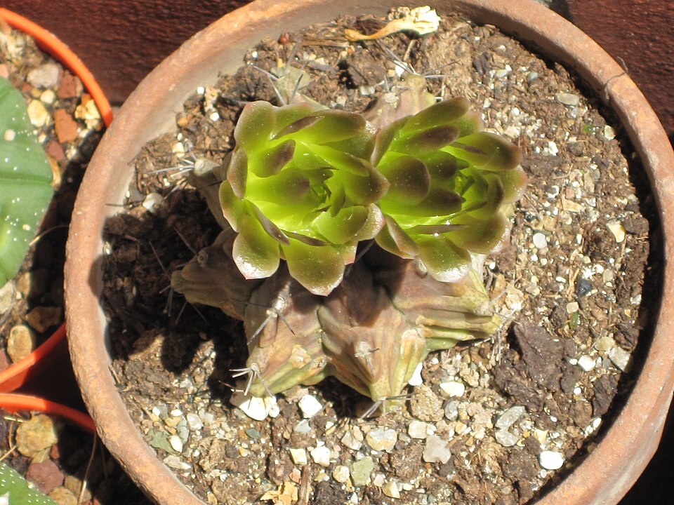 Gymnocalycium mihanovichii (Moon Cactus) (alternate view 2)