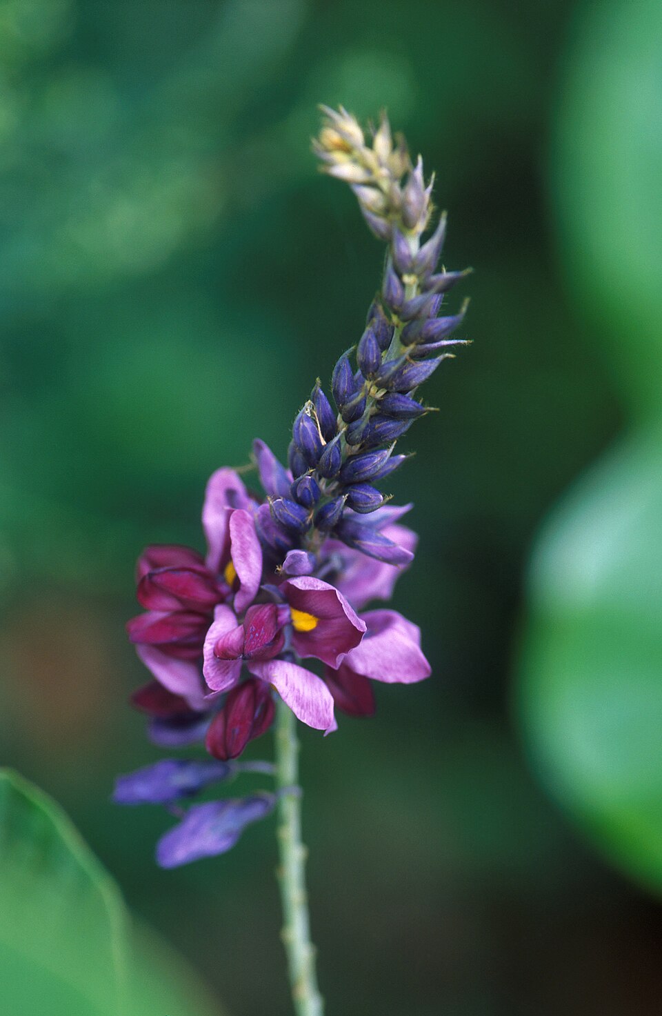 Pueraria montana (kudzu) (alternate view 6)