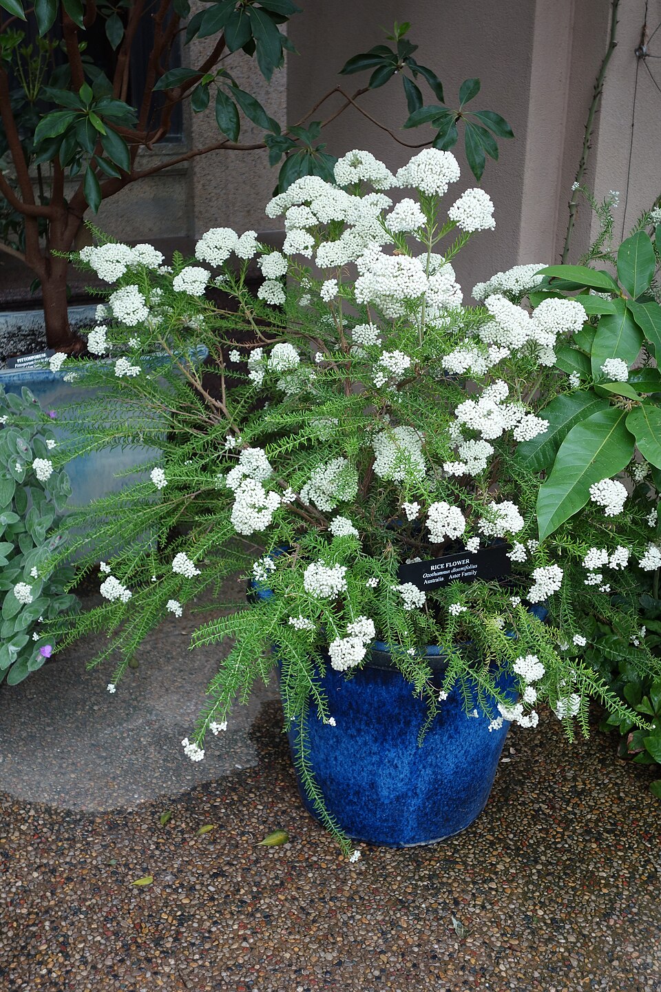 Ozothamnus diosmifolius (Sago Flower) (alternate view 2)