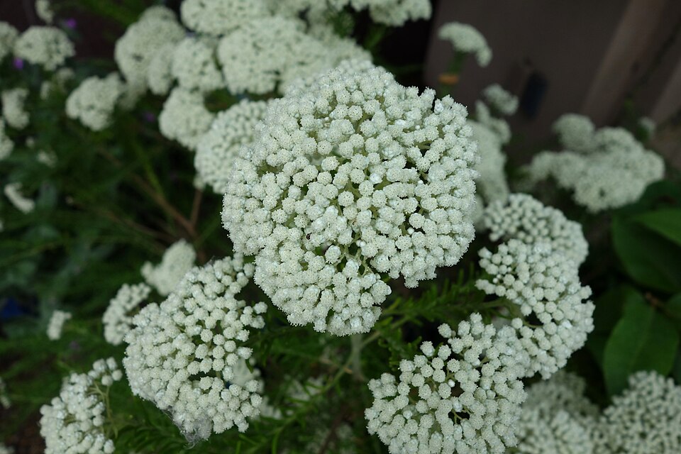 Ozothamnus diosmifolius (Sago Flower) (alternate view 3)