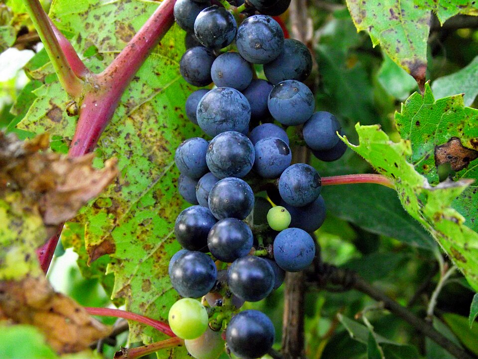 Vitis riparia (riverbank grape)