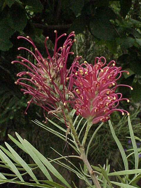 Grevillea banksii (Scarlet Grevillea)