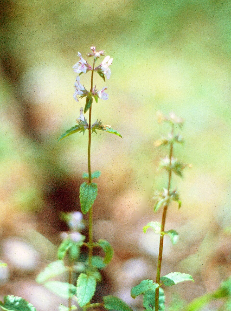 Stachys floridana (Florida Hedgenettle) (alternate view 6)