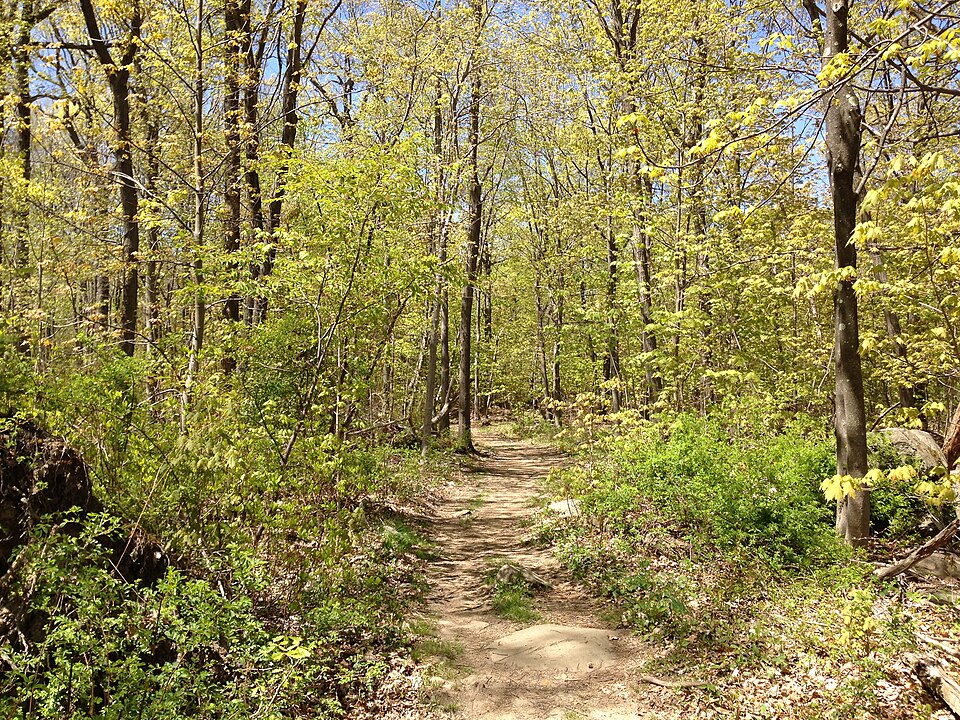 Acer saccharum (sugar maple) (alternate view 2)