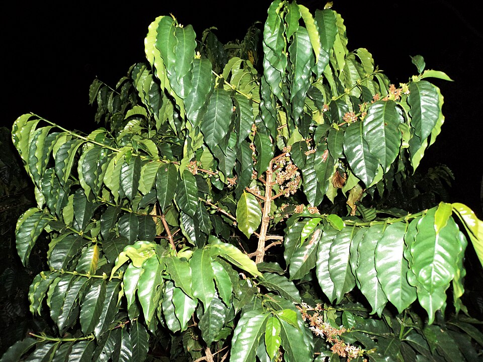 Coffea arabica (Coffee Plant) (alternate view 8)