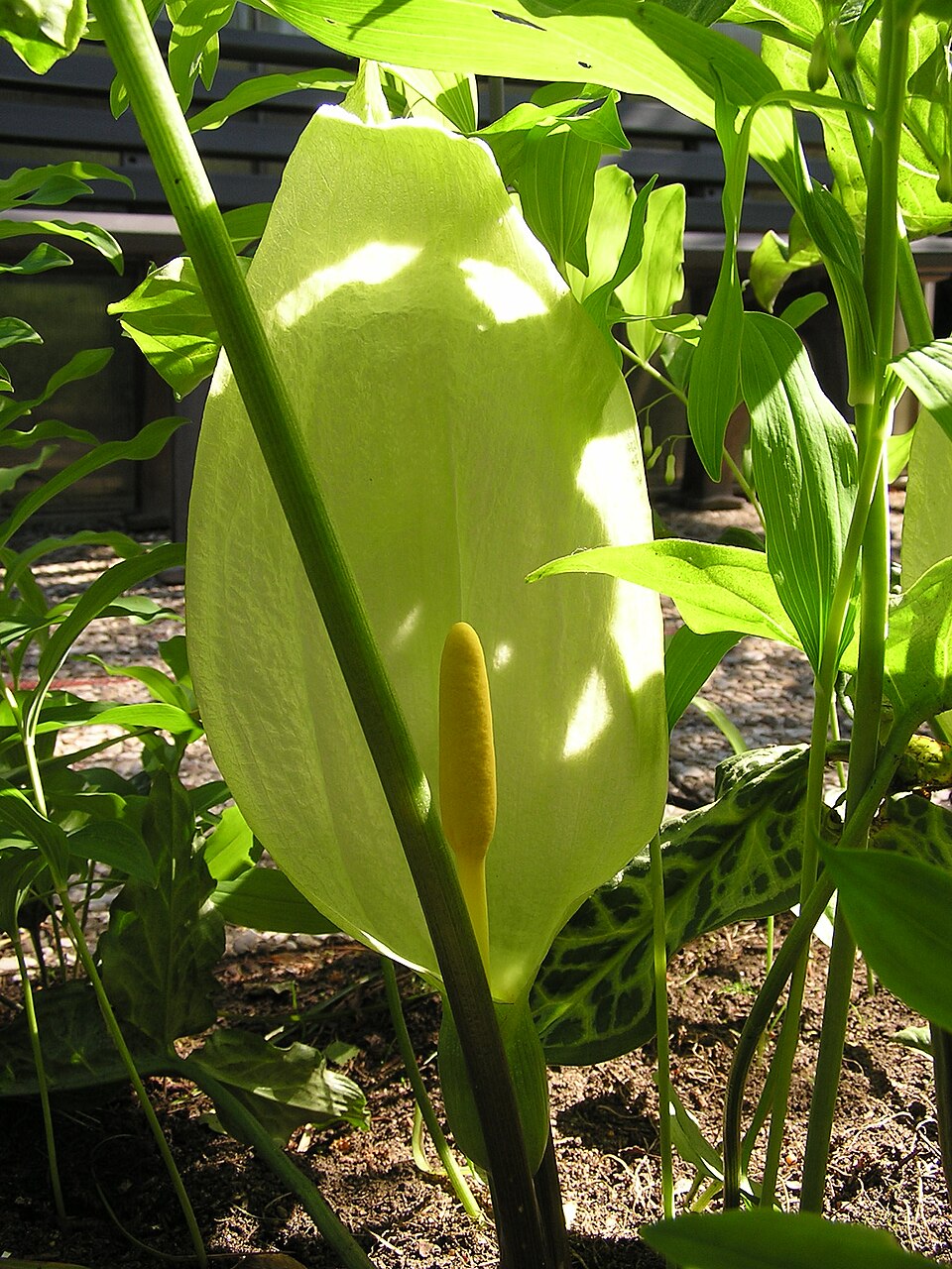Arum italicum (lords and ladies) (alternate view 4)
