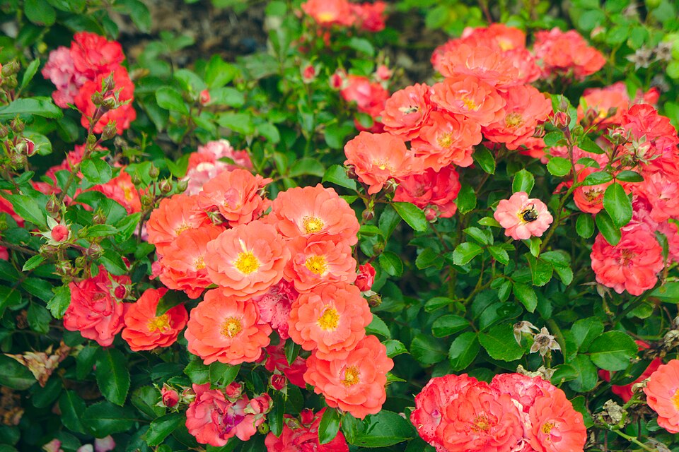 Rosa 'Coral Drift' (Coral Drift Rose) (alternate view 2)