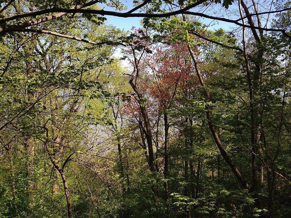 Acer rubrum (red maple)