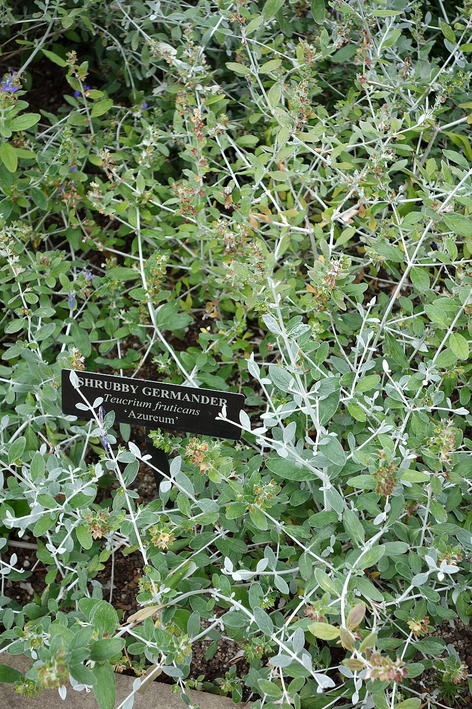 Teucrium fruticans (alternate view 12)