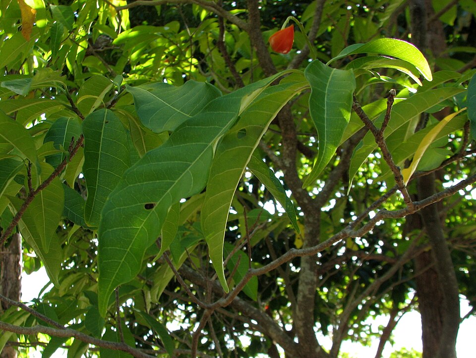 Tabernaemontana pandacaqui (Banana Bush) (alternate view 3)
