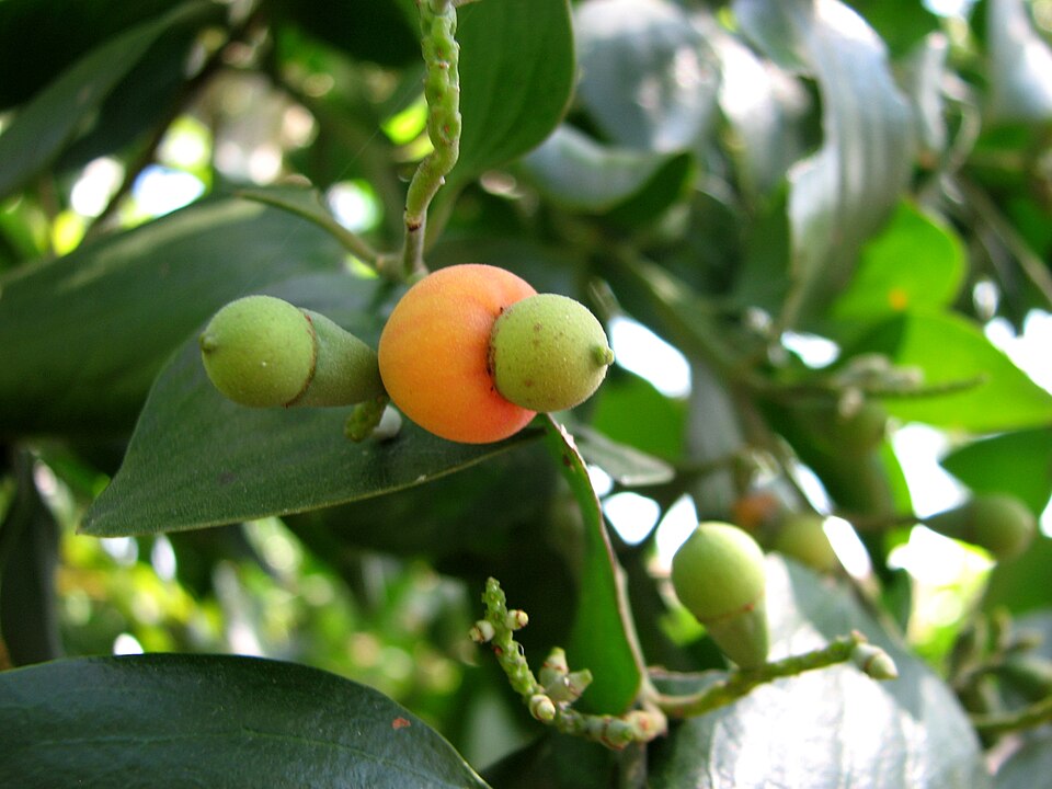 Exocarpos latifolius (Broad Leaved Native Cherry) (alternate view 3)