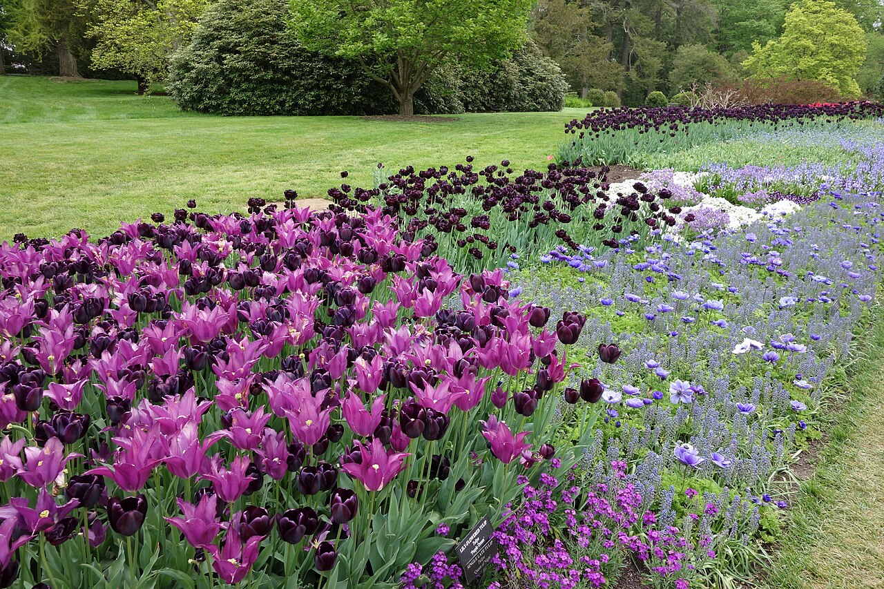 Tulipa 'Queen of Night', Tulip 'Queen of Night' — clumping deciduous (Liliaceae) (image 8 of 10)