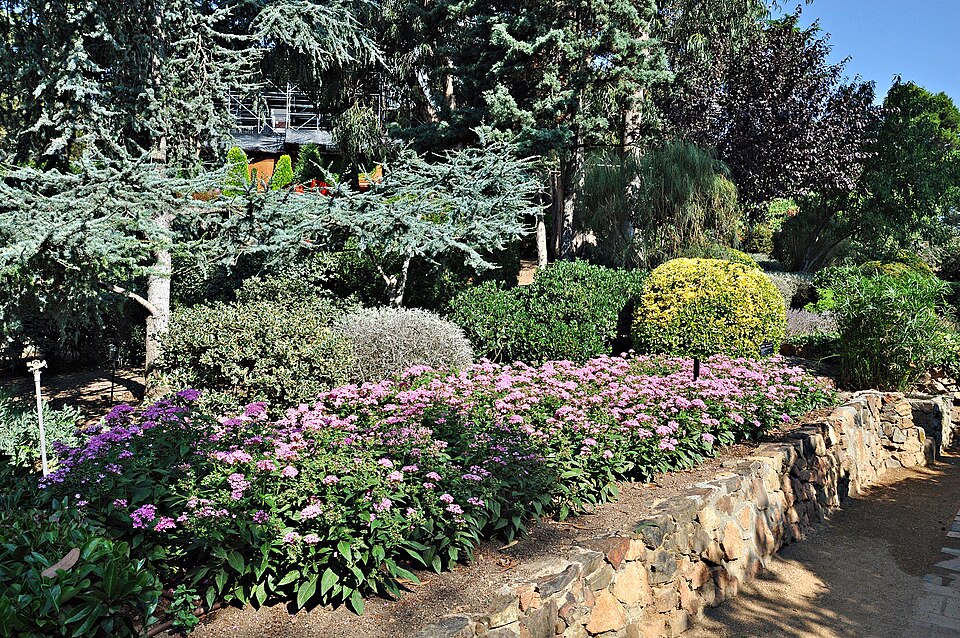 Pentas (alternate view 4)