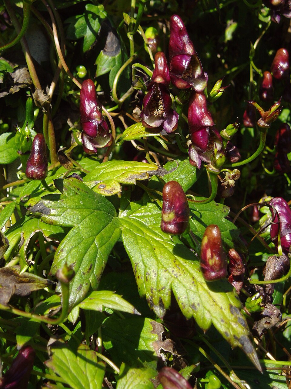 Aconitum hemsleyanum (Climbing Monkshood) (alternate view 3)