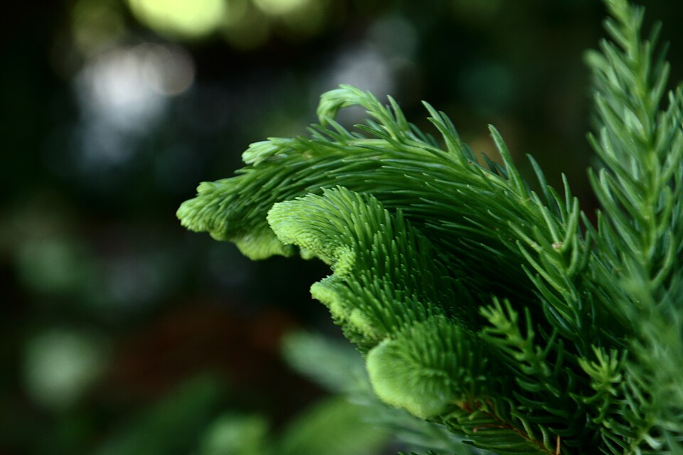 Cryptomeria japonica 'Cristata' (Japanese Crested Cedar)