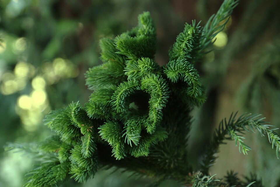 Cryptomeria japonica 'Cristata' (Japanese Crested Cedar) (alternate view 2)