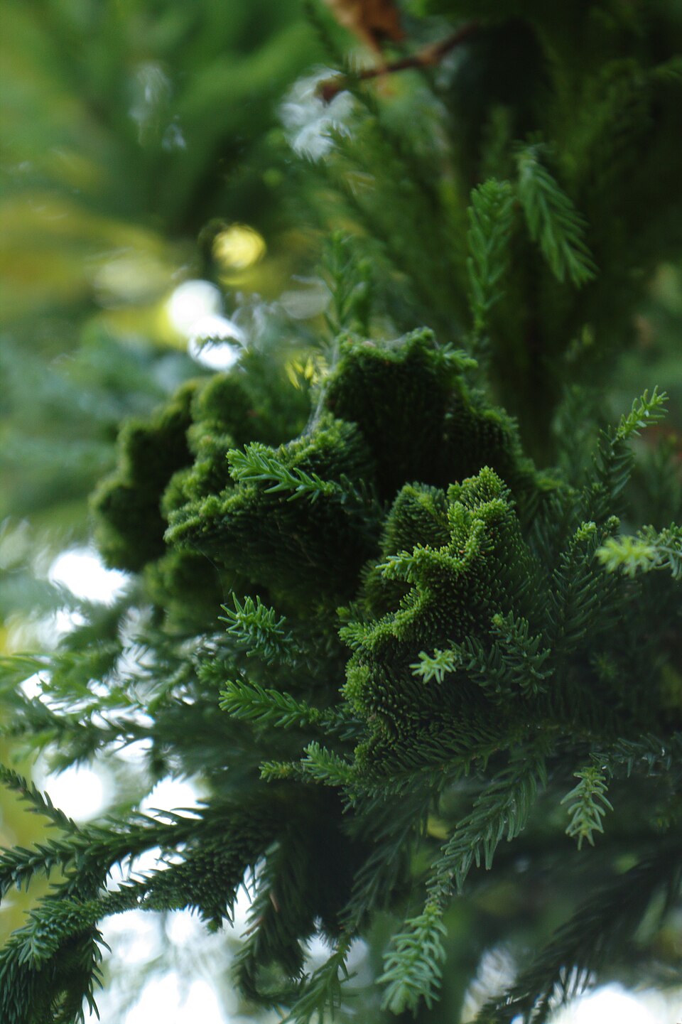 Cryptomeria japonica 'Cristata' (Japanese Crested Cedar) (alternate view 3)