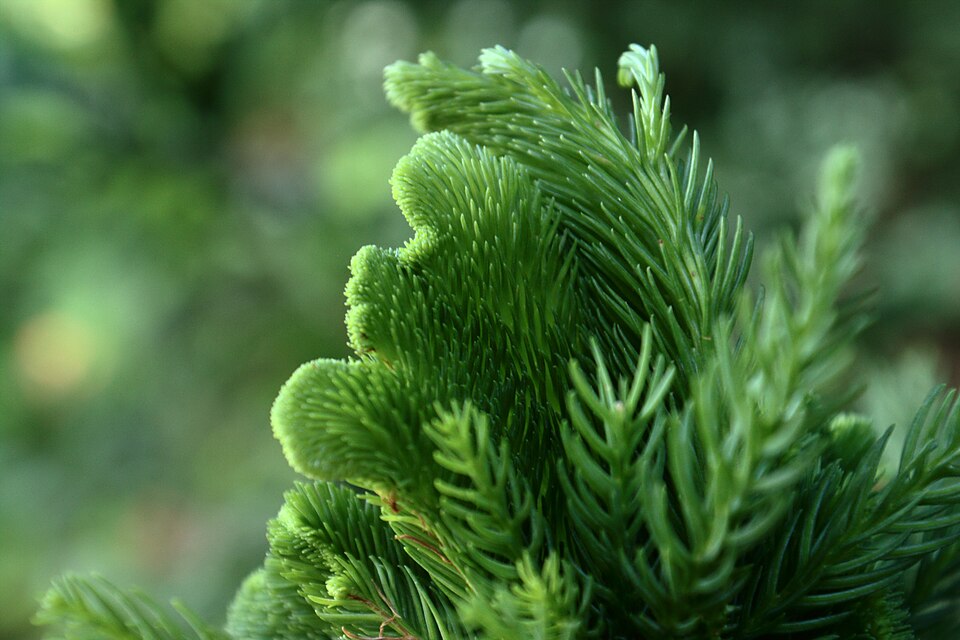 Cryptomeria japonica 'Cristata' (Japanese Crested Cedar) (alternate view 4)