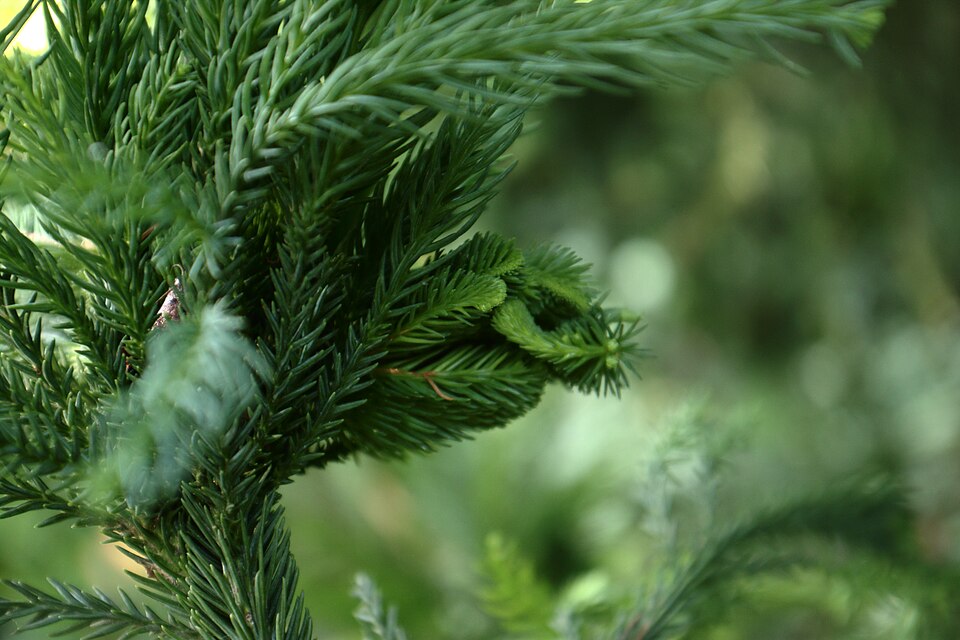 Cryptomeria japonica 'Cristata' (Japanese Crested Cedar) (alternate view 5)