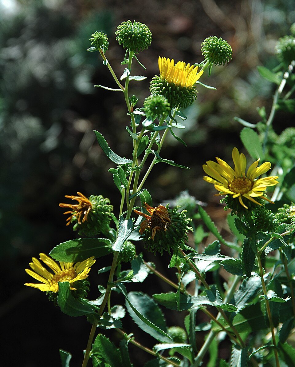 Grindelia squarrosa (Curlycup Gumweed) (alternate view 6)