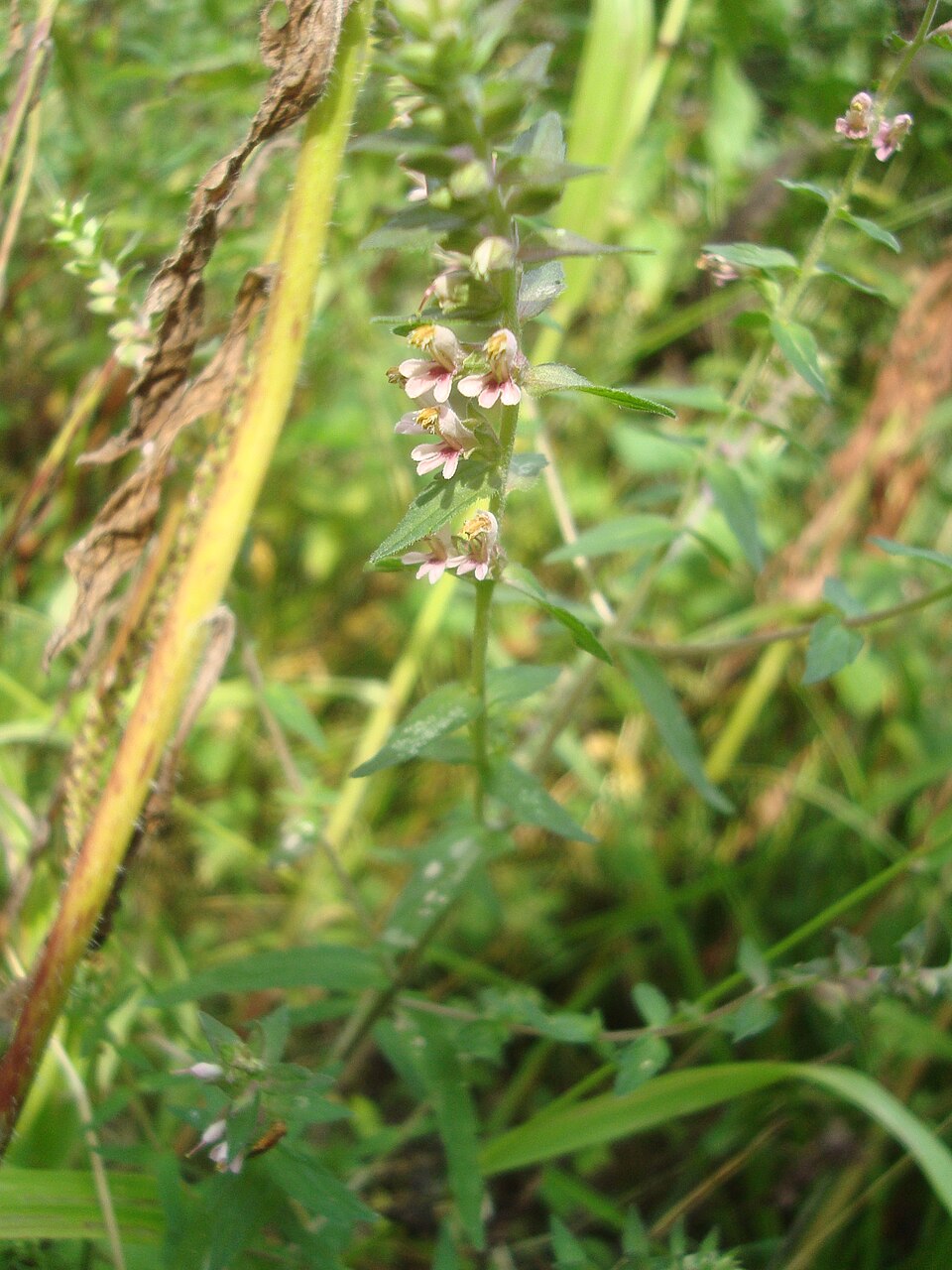 Odontites vernus (Red Bartsia)