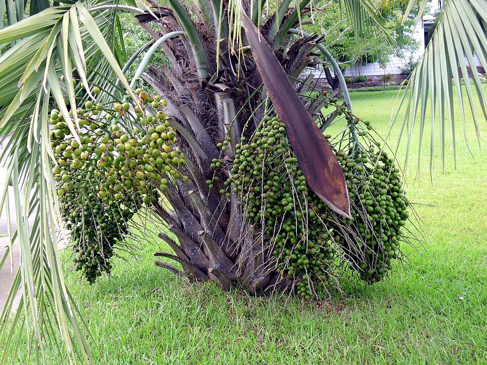 Butia capitata (Pindo Palm) (alternate view 8)
