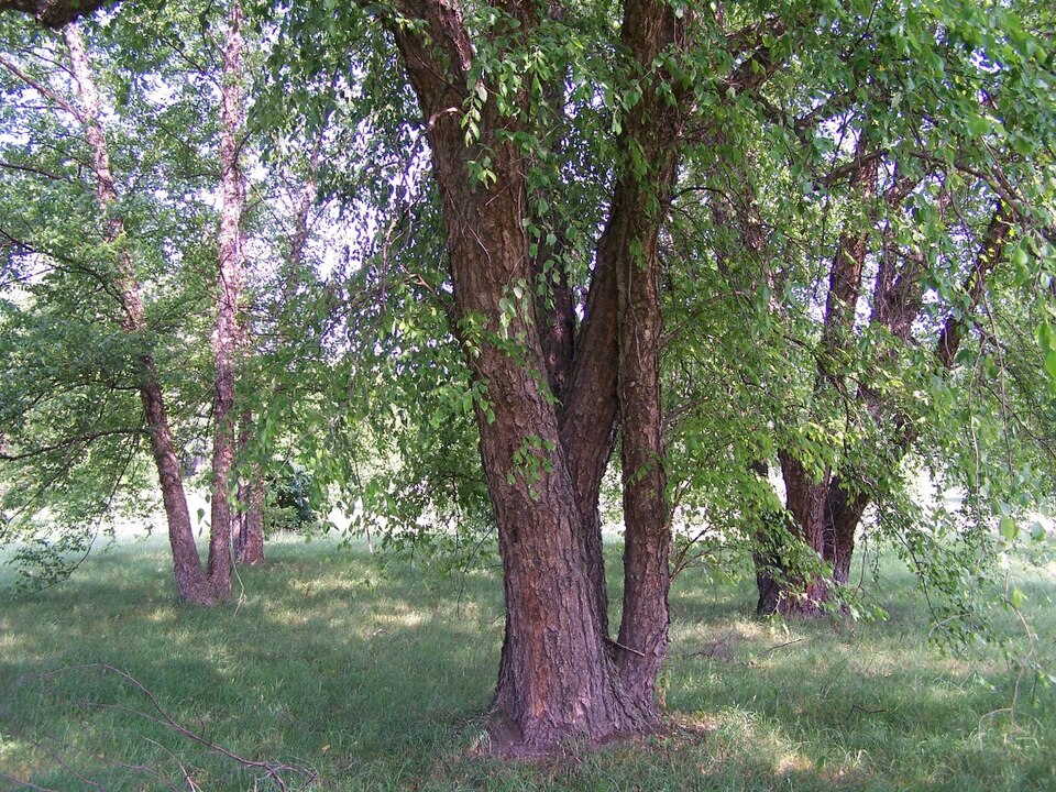 Betula nigra (River Birch) (alternate view 6)